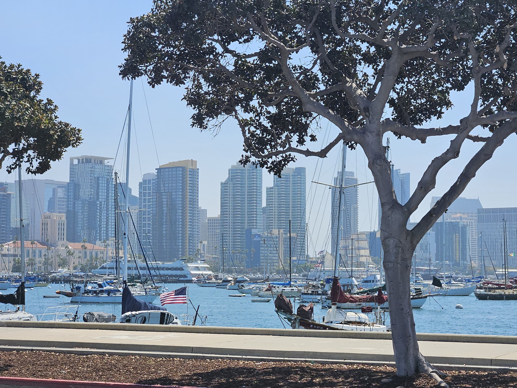 San Diego harbor skyline with boats and tree